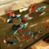 credofish a 16